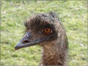 emu