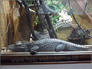 krokodil