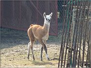 lama