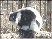 lemur