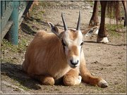 oryx