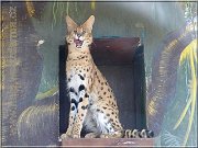 serval