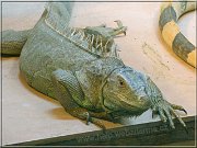 leguan