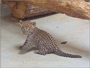 leopard