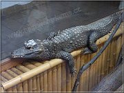 krokodil