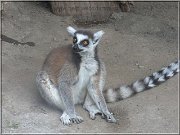 lemur