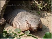 pasovec