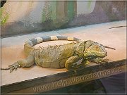 leguan