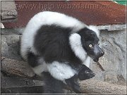 vari