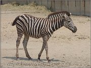 zebra