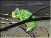 chameleon
