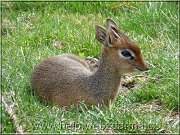 dikdik