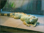 leguan