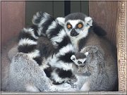 lemuri