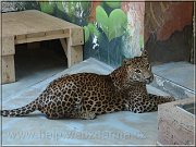 leopard