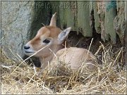 oryx