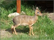 dikdik