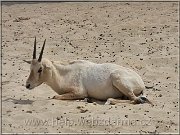 oryx