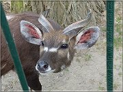 sitatunga