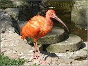ibis