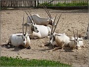 oryx
