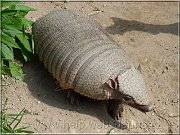 pasovec
