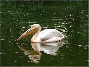 pelikan