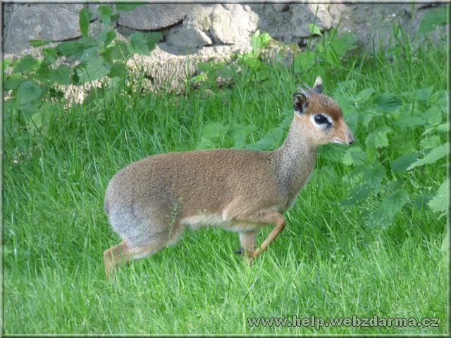 dikdik