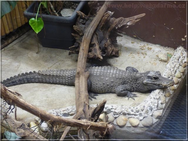 krokodil
