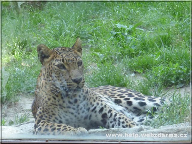 leopard