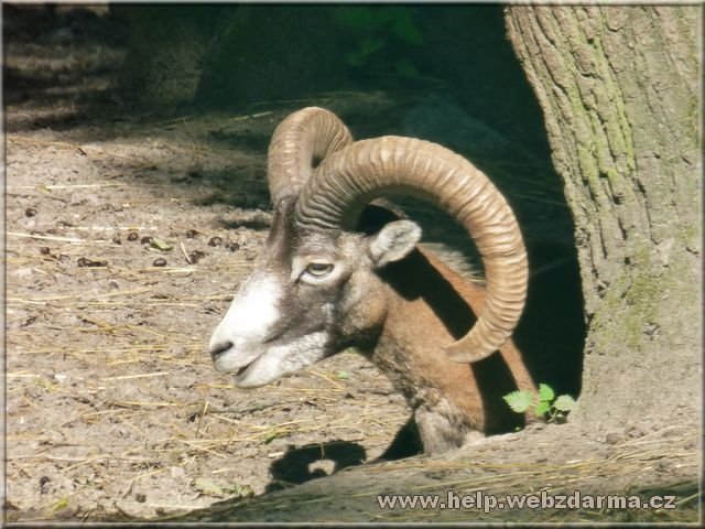 muflon