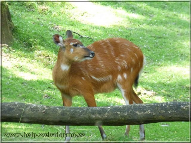 sitatunga