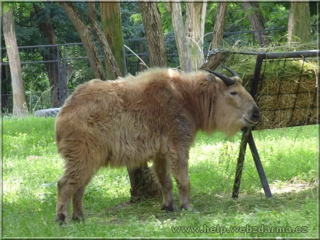 takin