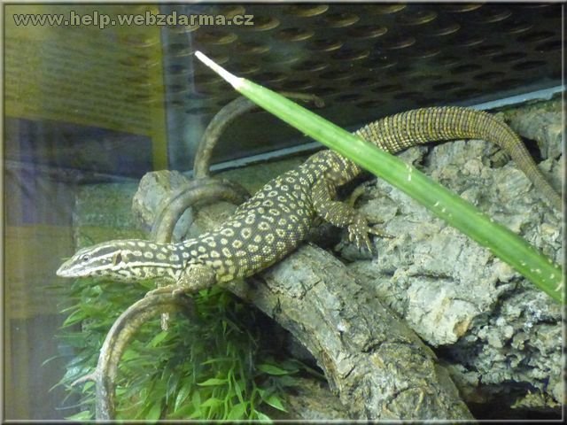 varan