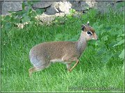 dikdik