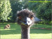 emu