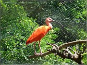 ibis