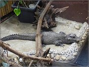 krokodil