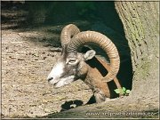 muflon