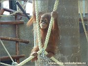 orangutan