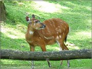 sitatunga