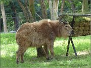 takin