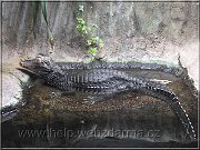 kajmanek