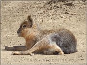 mara