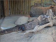 varan