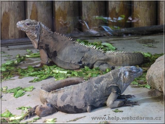 leguan