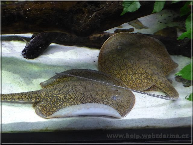trnucha