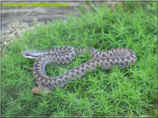 vipera