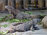leguan