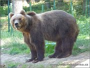 medved